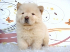 CHOW CHOW BLANCO CACHORROS DE CALIDAD - mejor precio | unprecio.es