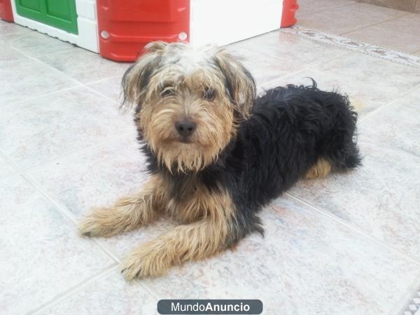 Encontrado perrito en Puerto Real, se busca hogar
