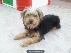 Encontrado perrito en Puerto Real, se busca hogar - mejor precio | unprecio.es