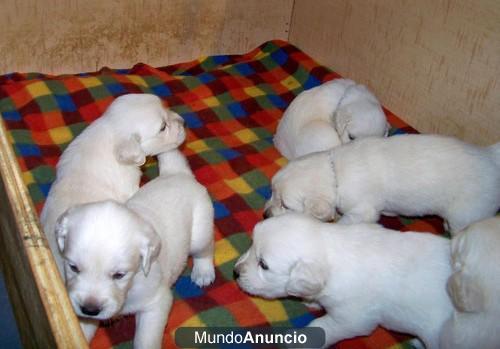 olden Retriever cachorros para la venta