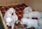 olden Retriever cachorros para la venta - mejor precio | unprecio.es