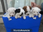Preciosa Cachorros Jack Russell - mejor precio | unprecio.es