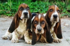 Preciosos Basset hound, muy económicos - Madrid - mejor precio | unprecio.es