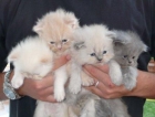 Preciosos gatitos persa, elige el tuyo! - mejor precio | unprecio.es
