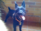 Vendo camada de schnauzer mini 200 - mejor precio | unprecio.es