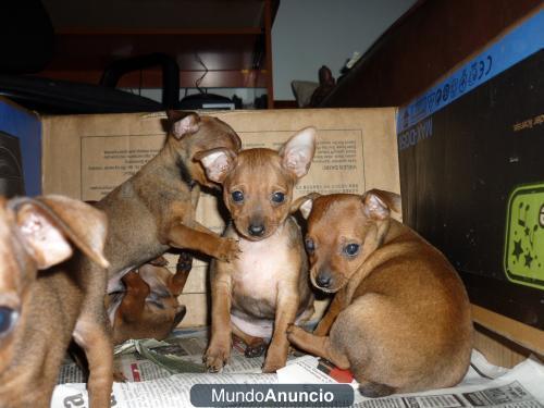 VENDO PERRTIOS PINSCHER MINIATURA