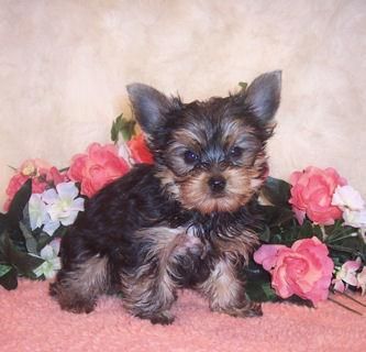 Yorkshire cachorros de adopcio