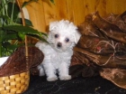 BICHON MALTES HEMBRA PRECIOSA - mejor precio | unprecio.es