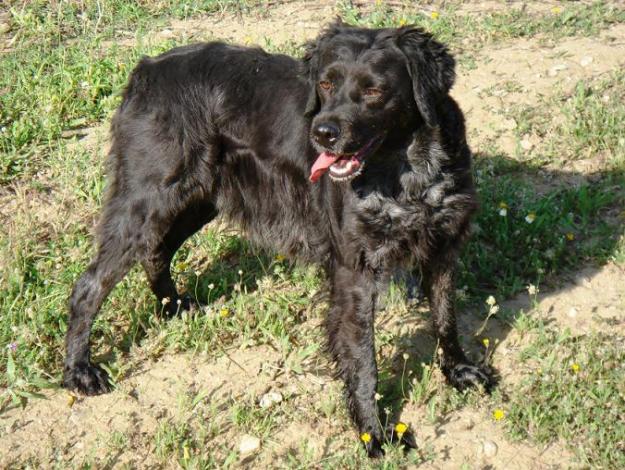 breton negro perdido en monovar zona la pedrera