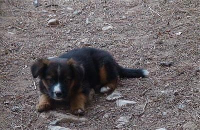 Cachorros machos cruce pastor alemán, sin hogares todavía