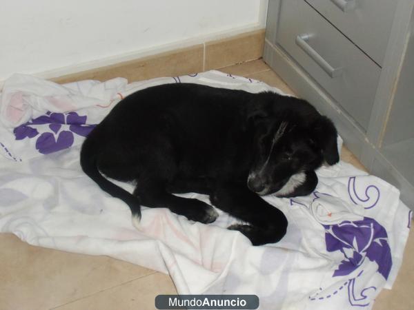 cachorros raza grande en adopcion