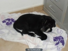 cachorros raza grande en adopcion - mejor precio | unprecio.es