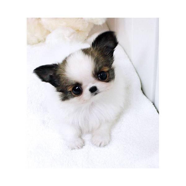 CHIHUAHUA MINIATURA CACHORRITOS