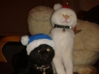 Doy en adopcion dos gatitos - blanco y negro 5y3 meses. - mejor precio | unprecio.es