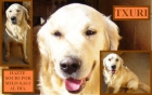 perro golden retriever en adopcion - mejor precio | unprecio.es