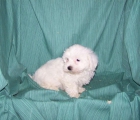 PRECIOSA CAMADA DE BICHON MALTES BLANQUITOS - EL MEJOR REGALO - mejor precio | unprecio.es