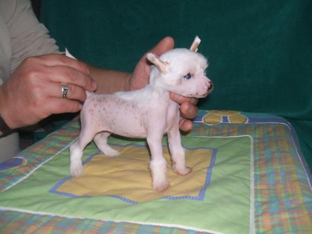 preciosos cachorros de crestado chinos minis para exposicion