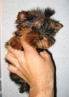 regalo de reyes yorkshire 603 28 37 39 - mejor precio | unprecio.es