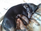 regalo perros - mejor precio | unprecio.es