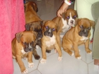 SE VENDE CAMADA DE BOXER! - mejor precio | unprecio.es