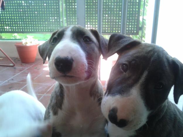 vendo cachorritas bullterrier