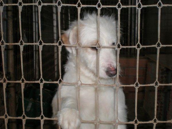 Cachorrita cruce Golden en adopción