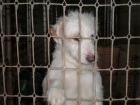 Cachorrita cruce Golden en adopción - mejor precio | unprecio.es