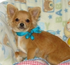 Chihuahua adulta apta para cría - mejor precio | unprecio.es