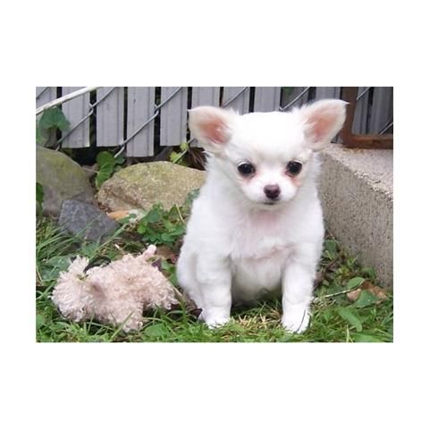 Chihuahua miniatura macho blanco pelo largo