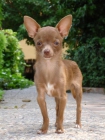CHIHUAHUA PERDIDO EN LA ALBERCA - mejor precio | unprecio.es