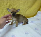 Chihuahuas minis machos y hembras - mejor precio | unprecio.es