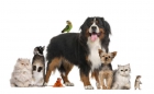Paseadora/cuidadora de mascotas-Dog Walker - mejor precio | unprecio.es