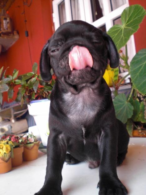 Se vende carlino negro