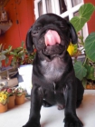 Se vende carlino negro - mejor precio | unprecio.es