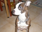 vendo  cachorro de pitbull de 6 meses es muy bueno urge por traslado - mejor precio | unprecio.es