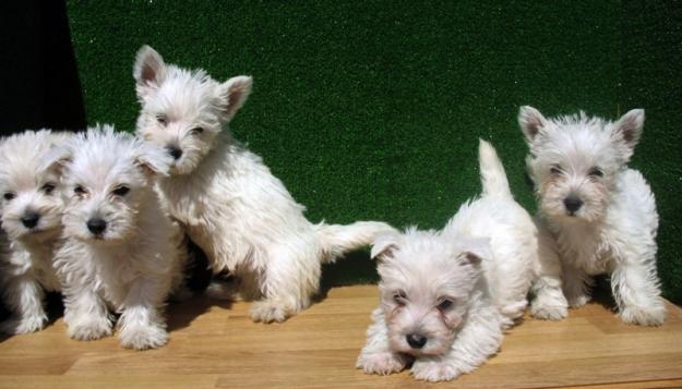 WESTY MUY BONITOS,290€