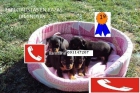 minipincher muy pequeños - mejor precio | unprecio.es