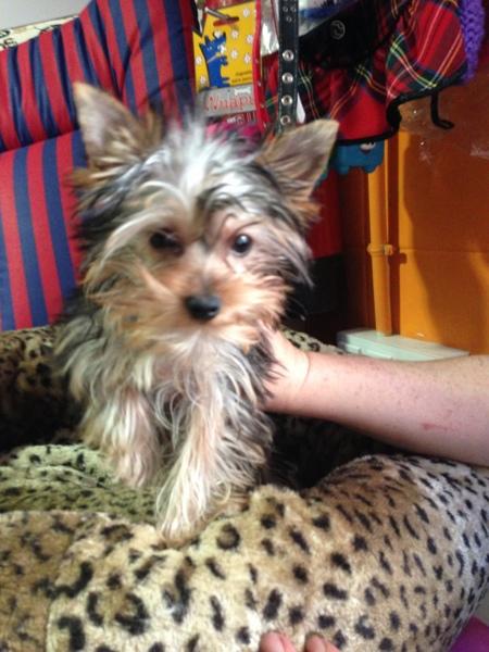 ****Hembrita Yorkshire Terrier Toy*** Oferta**