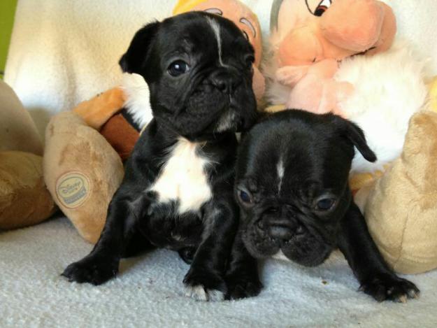 Cachorros de bulldog frances