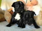 Cachorros de bulldog frances - mejor precio | unprecio.es