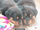 Cachorros rottweiler - mejor precio | unprecio.es