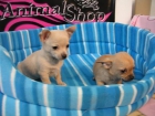 Camada de CHIHUAHUAS - mejor precio | unprecio.es