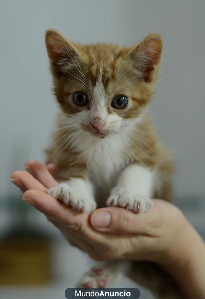 Dorito, gatito de un mes torturado por unos niños‏, busca un dulce hogar