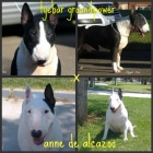 EXCELENTE CAMADA BULL TERRIER - mejor precio | unprecio.es