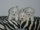 Regalo,cachorritos nacionales de bichon maltes - mejor precio | unprecio.es