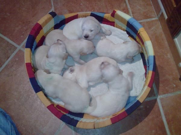 Se vende camada de golden retriever..