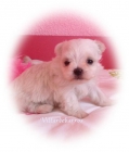 bichon maltes miniaturas - mejor precio | unprecio.es