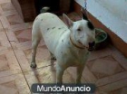 bull-terrier - mejor precio | unprecio.es