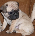 Cachorros de Carlino ¡ 5 años de garantias ! - mejor precio | unprecio.es