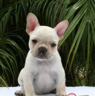 COMPRO PERRO French Bulldog puppy de 0 asta 150 euross - mejor precio | unprecio.es